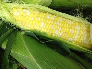 Homegrown sweet corn