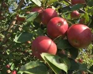 Oswego Apple Orchard