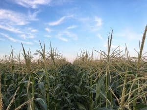 Sweet corn field